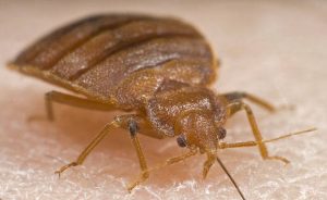 cropped-bedbug_main_cropped.jpg - K&A Pest Control