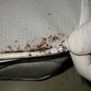 Mattress-corner-big - K&A Pest Control
