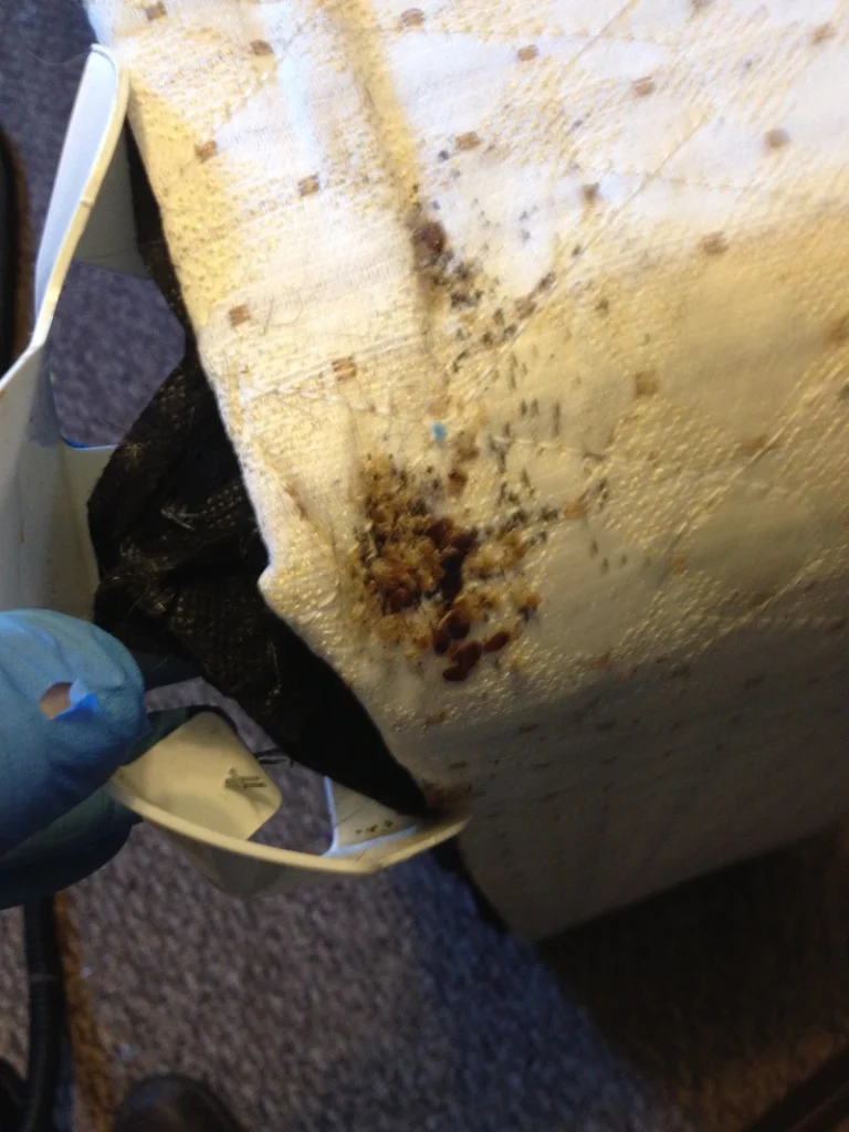 bed bug heat treatment time sarasota