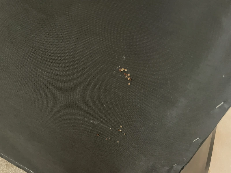 Debunking Bed Bug Myths in Sarasota: What You Need to Know