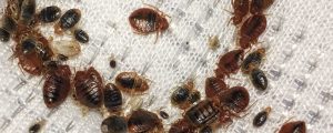 bedbugs myths - K&A Pest Control bed bug myths